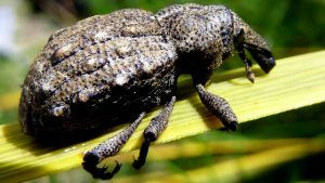 canterburyknobbled weevil