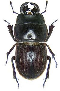 helm's stag beetle