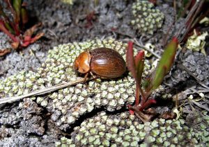 cromwell chafer beetle