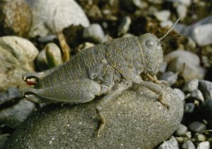 robustgrasshopper