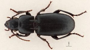 eyrewell beetle