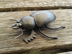 resized earls stag beetle