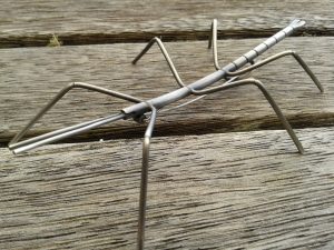 resized stick insect