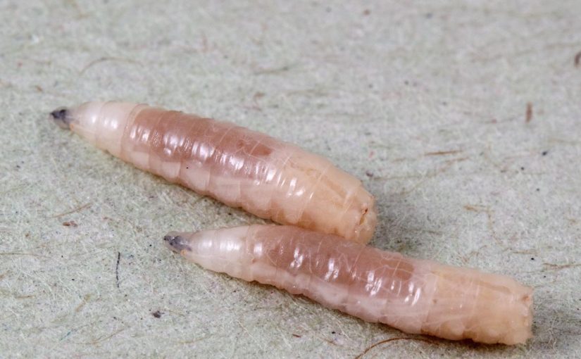 The sorry tale of Labinda and Hercules Maggot.